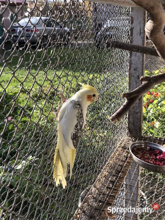 Mnichy Świergoty Faliste Nimfy Zwierzęta dolnośląskie