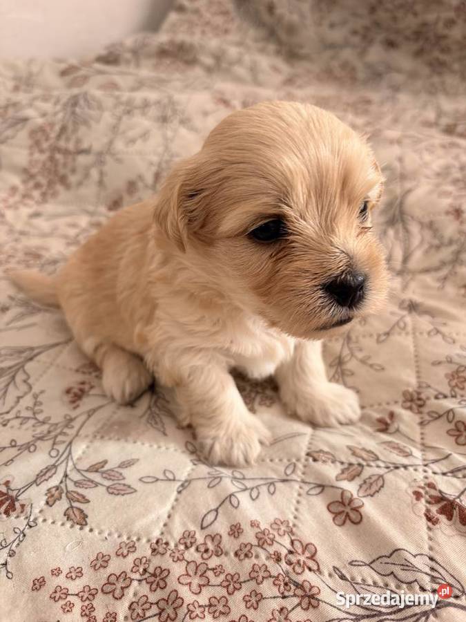 Suczki i piesek Maltipoo F1B z rodowodem szukają