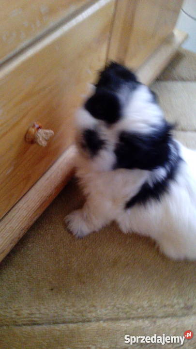shihtzu DO 4 Psy Świecie