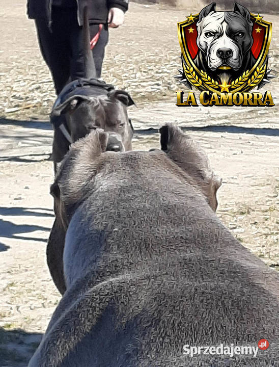 American Staffordshire Terrier Blue Amstaff Amstaff Paczków