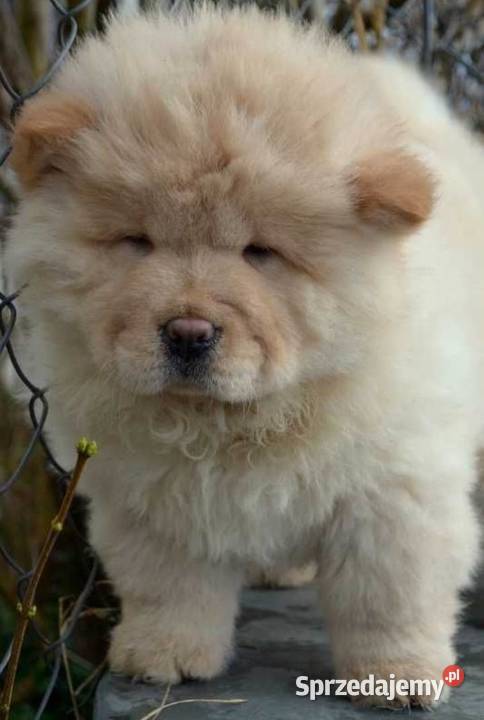 CHOW CHOW CZAU CZAU SZCZENIĘTA