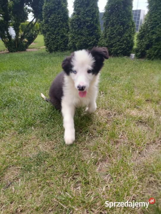 Border Collie SuczkaBadania genetyczne rodziców Pozostałe Szczaworyż sprzedam