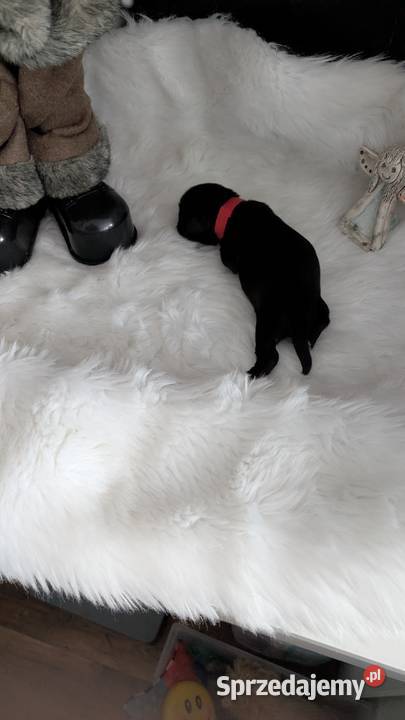 Szczenięta shih tzu śląskie Zawiercie