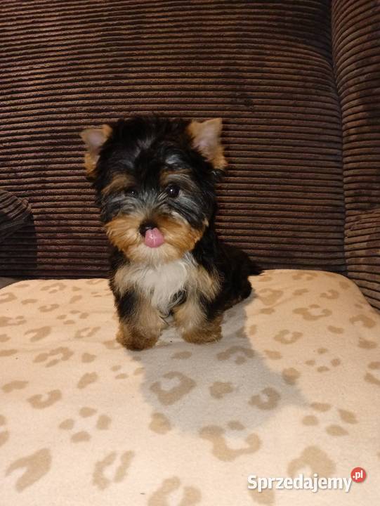 Yorschire Terrier York Grzybno