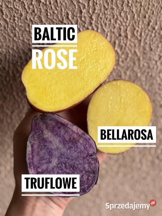 Sprzedam ziemniaki odmiana Bellarosa Baltic Rose Jarosław