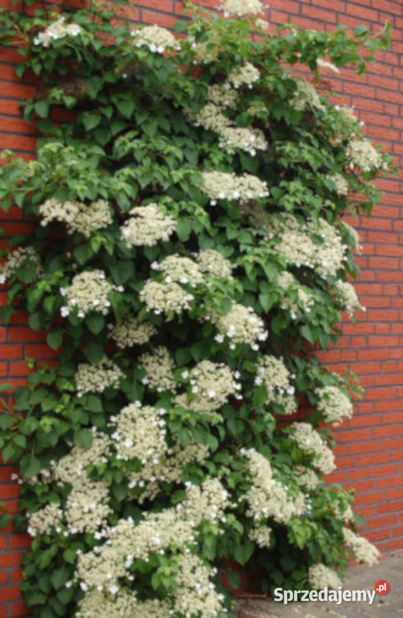 HORTENSJA PNĄCA Petiolaris sadzonki w doniczkach Ustronie