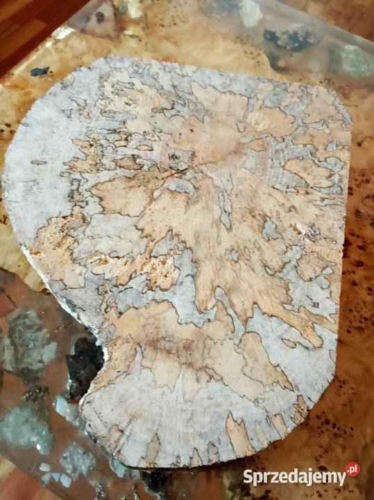 Plaster deska Buk z grzybkiem Nowy Tomyśl