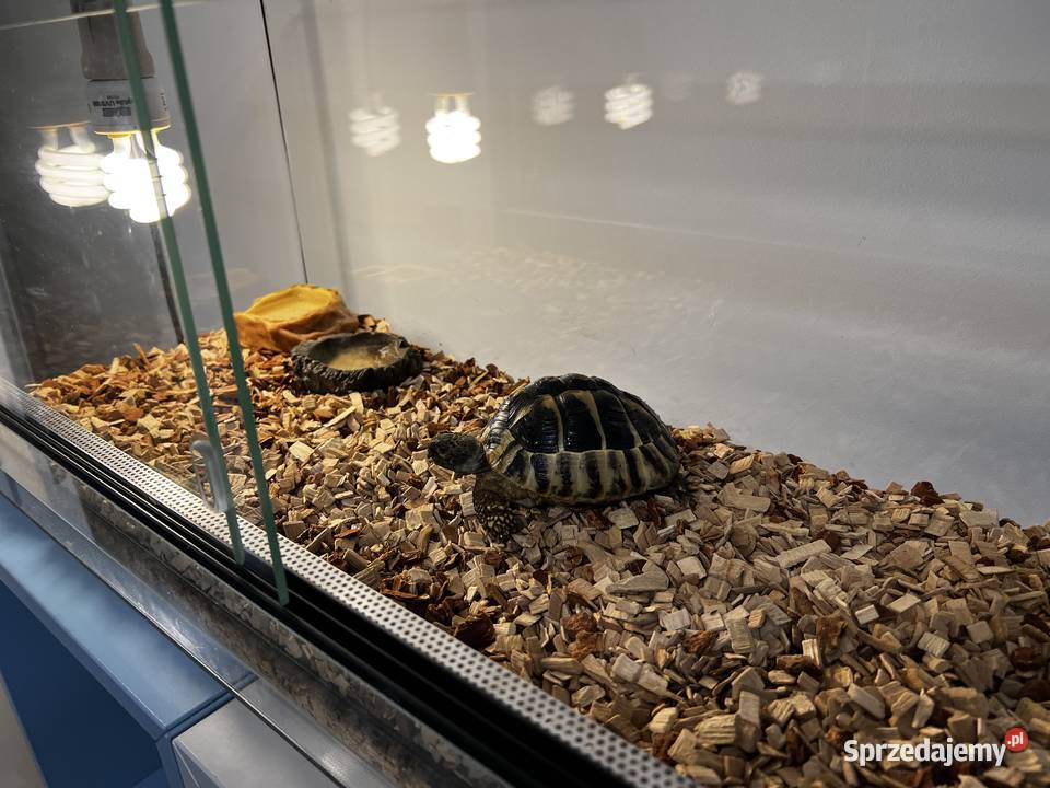 Żółw grecki z terrarium Kielce