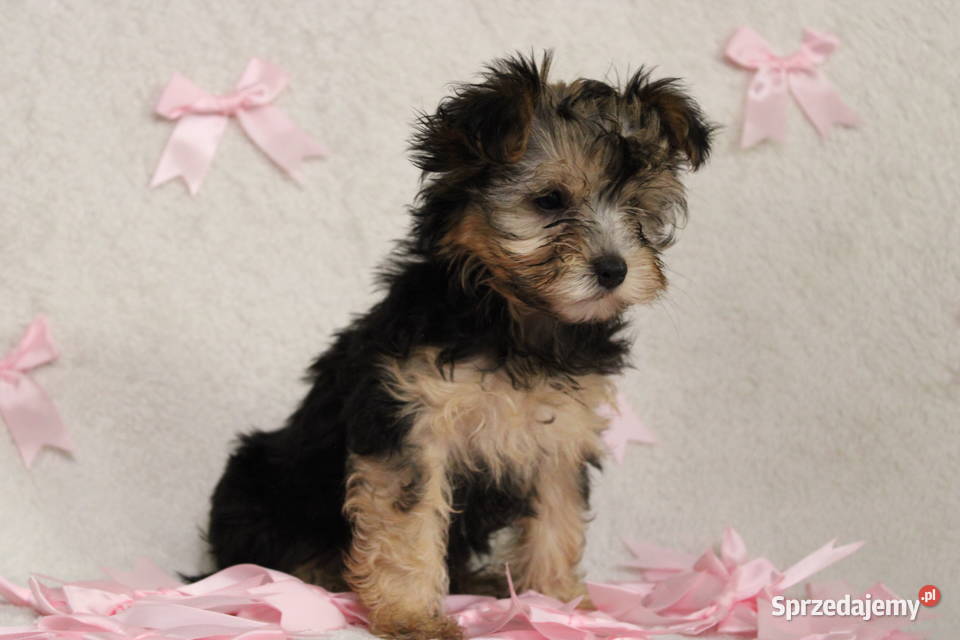 Yorkshire Terrier suczka Poznań