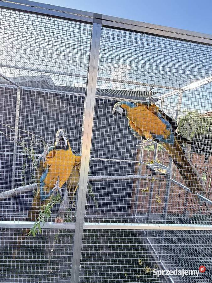 Ara Ararauna 2025r Samica sprzedam