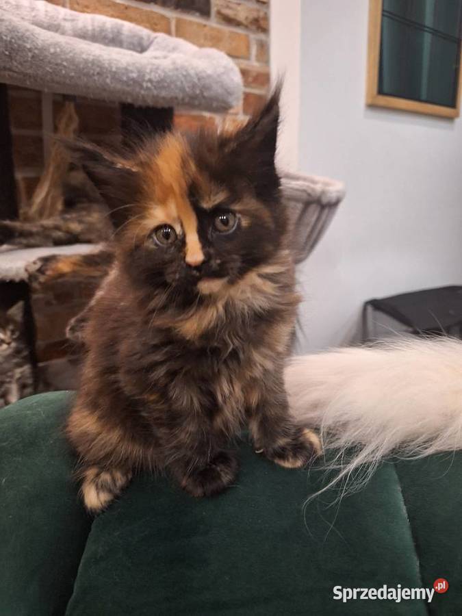 Kotek main coon z rodowodem Zabrze