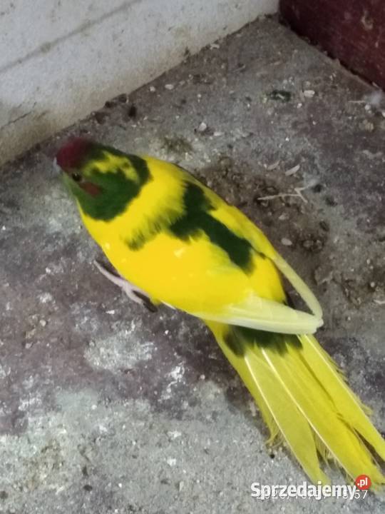 Modrolotki pary sprzedam Ptaki Ptaki