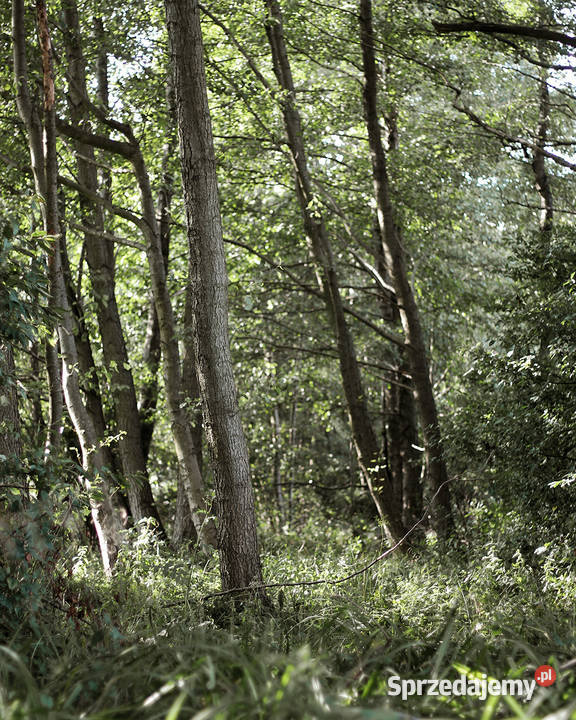 Marszewo 3029 m działka budowlana z lasem i 142zł/m2