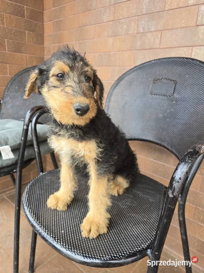 Airedale terrier szczeniaki suczka Byczyna sprzedam