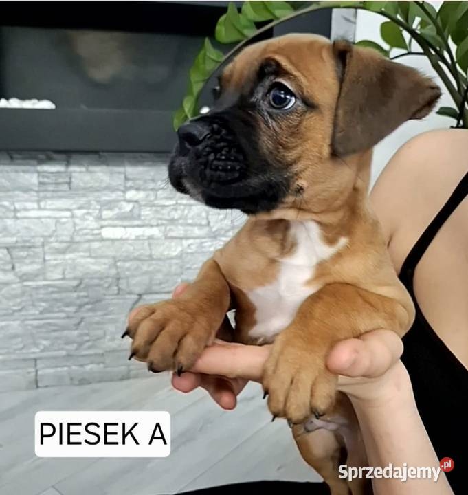 Szczeniaki Bokser wielkopolskie Baszyny