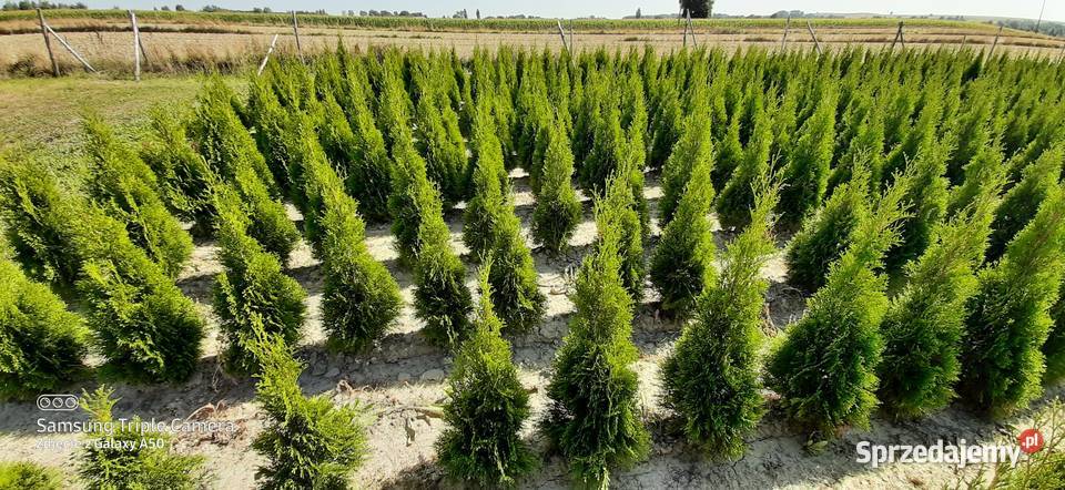 Tuja szmaragd 110120 2022 Producent Bychawa