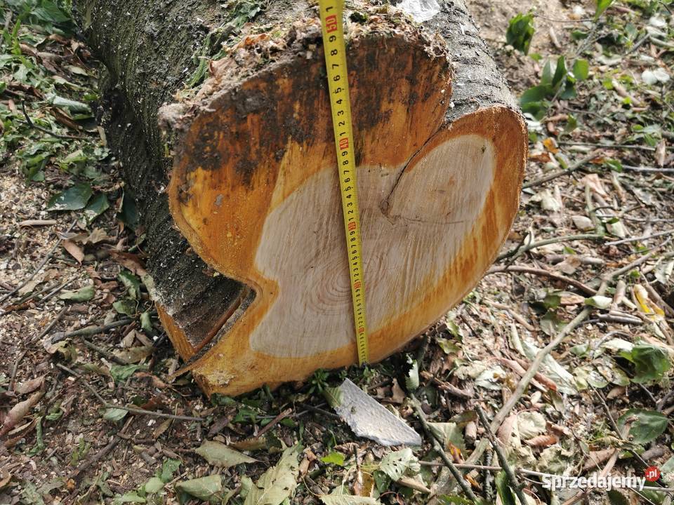 piękna duża czereśnia 3 duże pnie na blaty meble