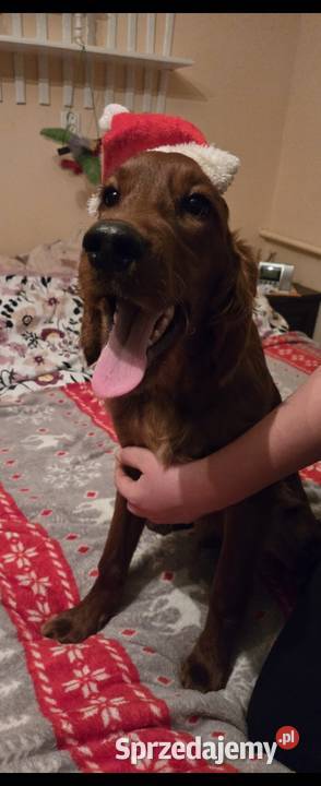 Seterki irlandzkie z rodowodem Magonie