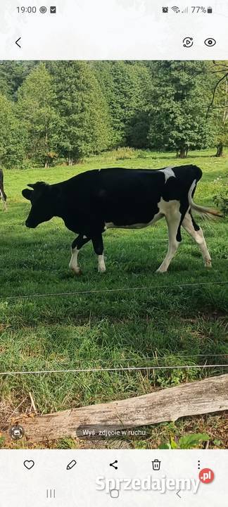 Sprzedam jałówki wysokocielne Pozostałe Babięta