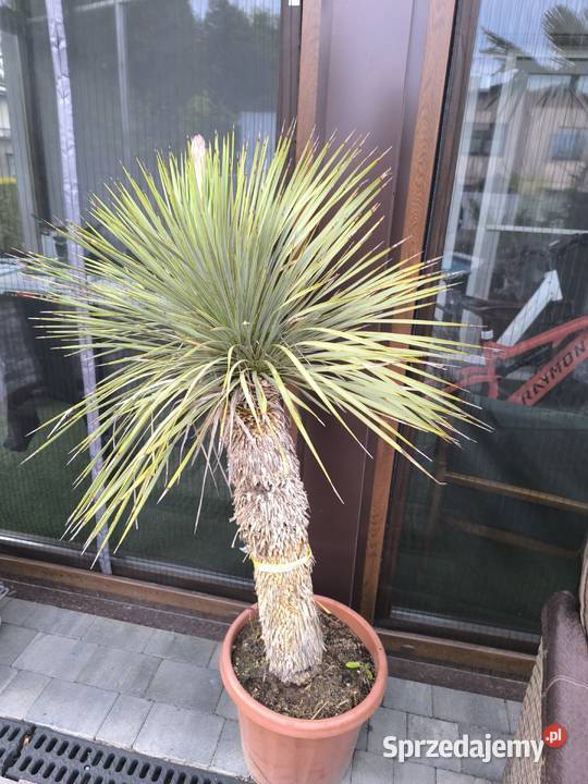 palma yucca rostrata Pszczyna