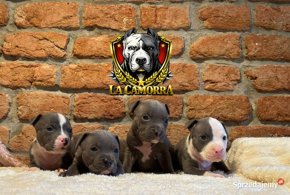 American Staffordshire Terrier Blue Amstaff Amstaff Paczków