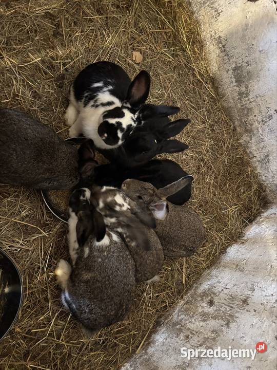 Króliki hodowlane samce i samice motyl kolorowe wielkopolskie Śrem