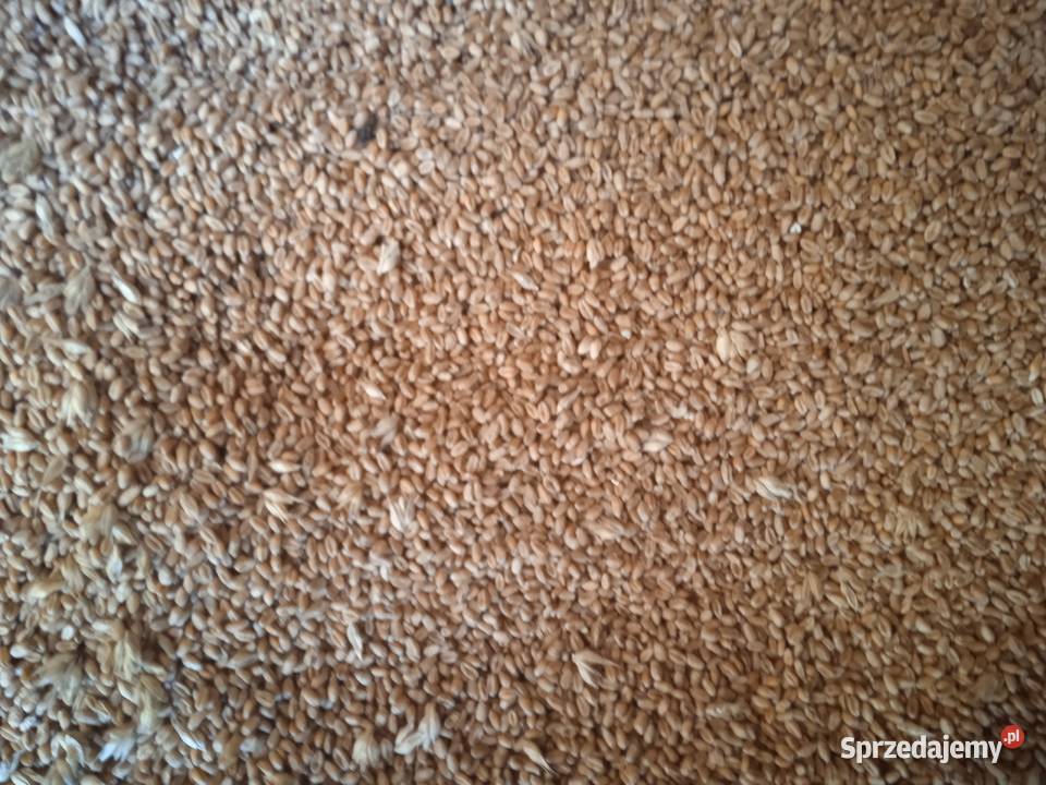 Pszenica 2025 Zboża Reszel