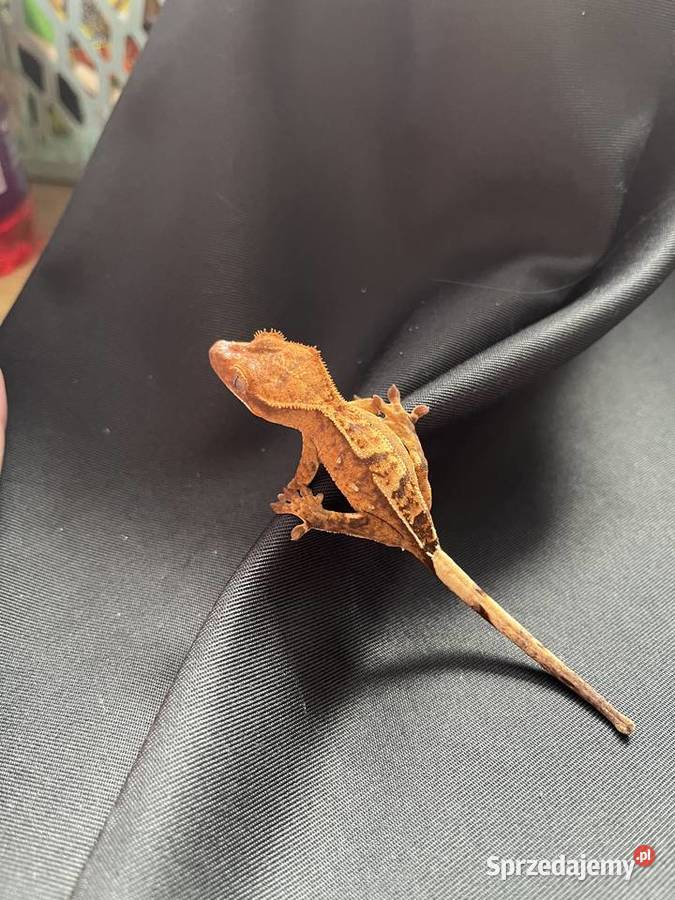 Gekon orzęsiony ciliatus crested gecko Gady i płazy