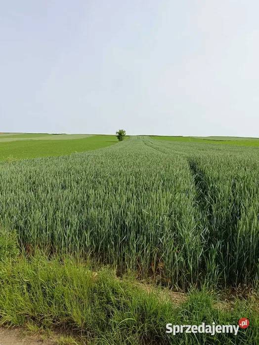 Działka rolna 051 ha w m Marchocice rolna sprzedam