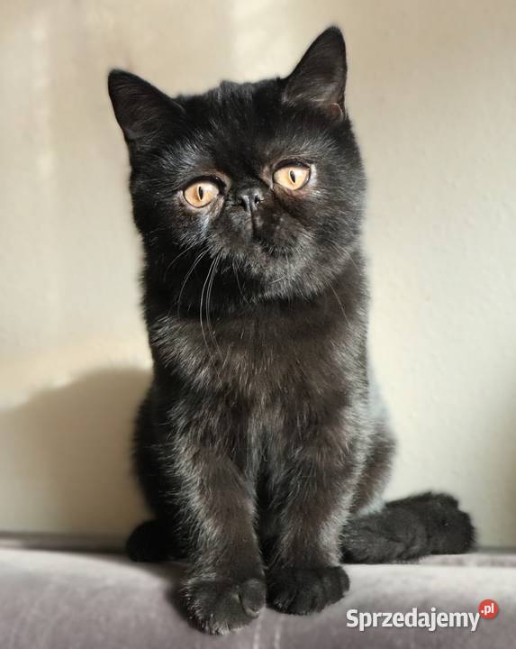 Czarne kocurki egzotyczne rodowód FPL Warszawa