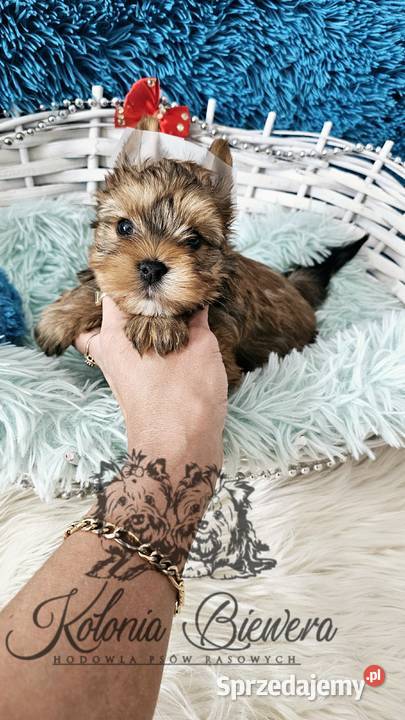 Yorkshire terrier piesek i sunia PASZPORT Sędziejowice