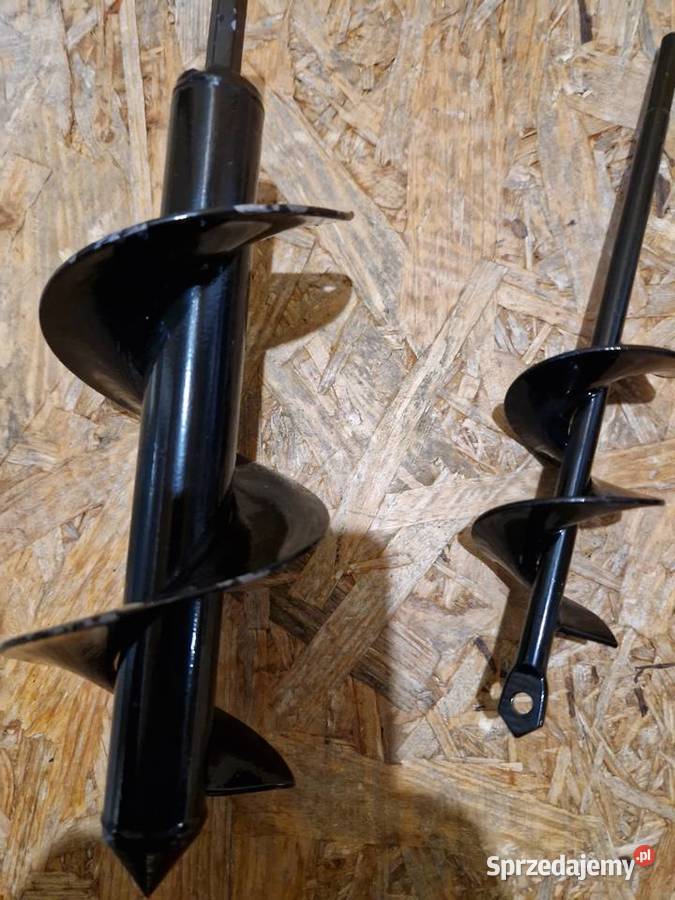 ŚWIDER OGRODOWY WIERTNICA GLEBOWA WIERTŁO ZIEMI Głogowa