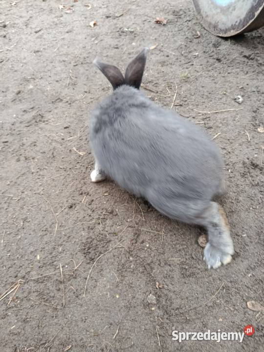 Sprzedam króliki Gorzkowice sprzedam
