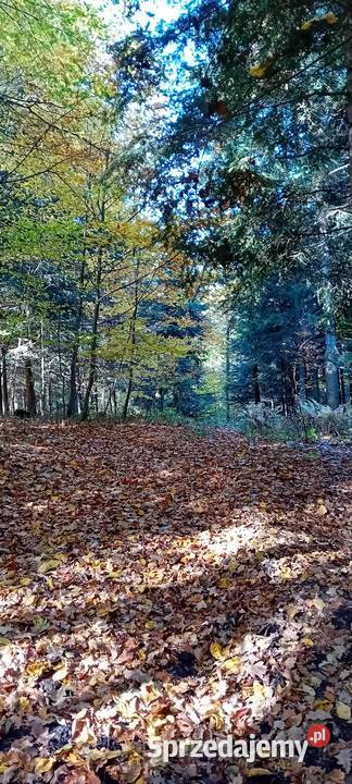 Dzialka lesna z dojazdami Andrychów