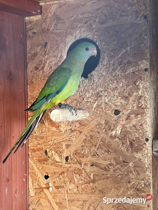 Samica Barabandy Wielmoża