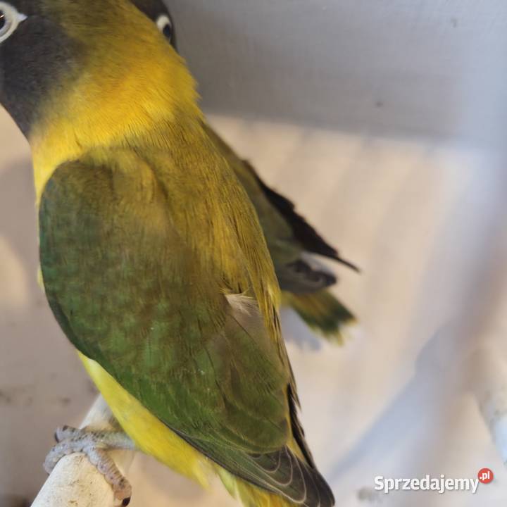 Nierozłączki Czarnogłowe sprzedam