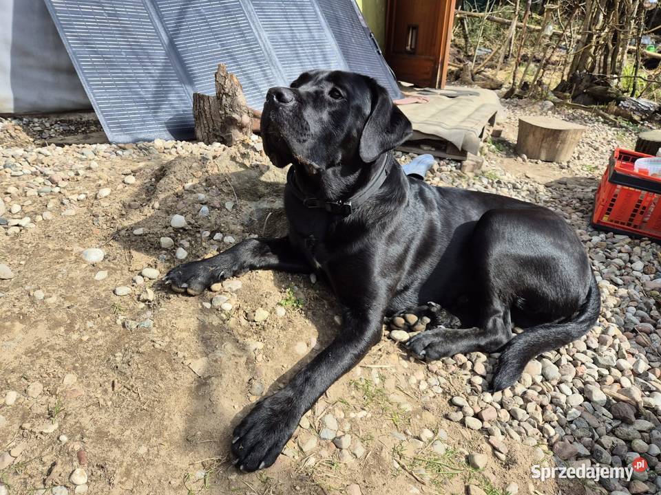Przepiekny szczeniak Cane Corso Italiano szuka pomorskie Lębork