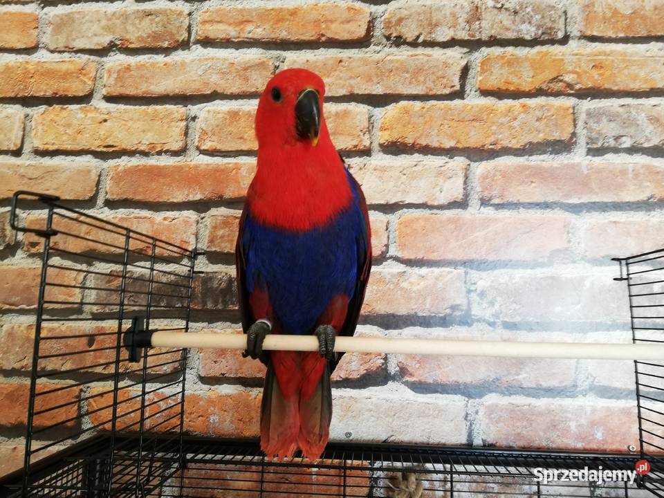 Lora Wielka barwnica samica obrączkowana 2020 zachodniopomorskie