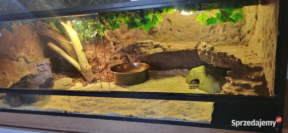 Terrarium z boa Łęgowo