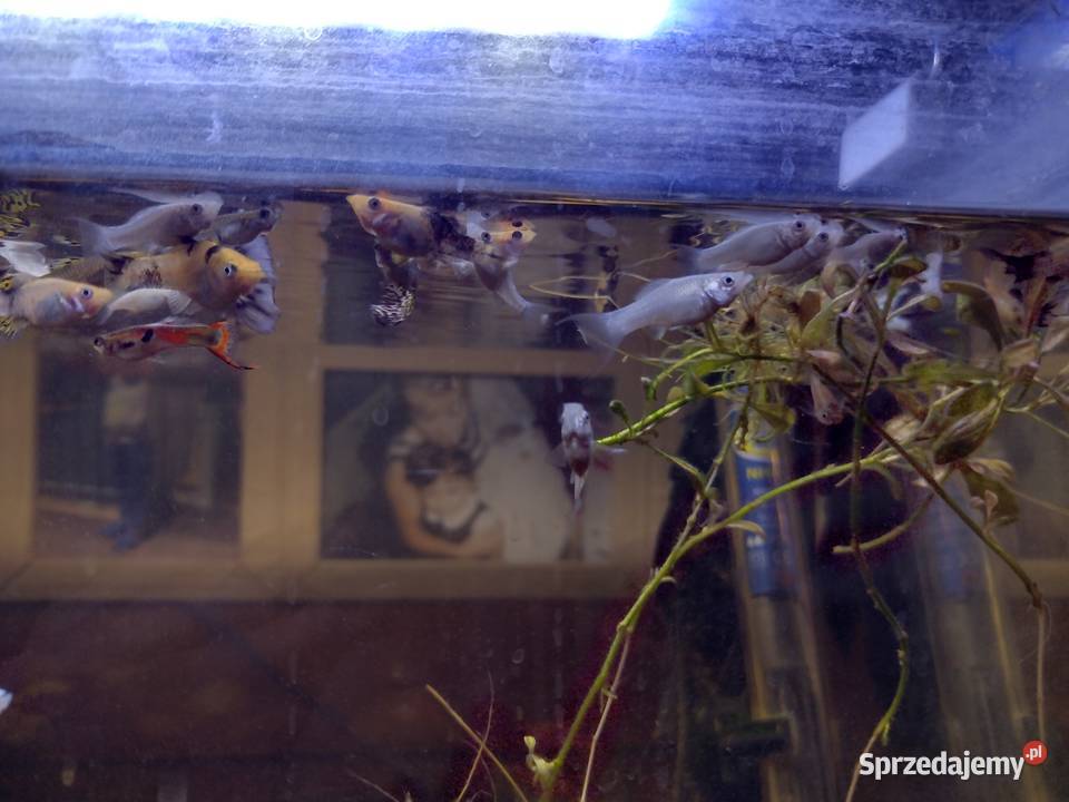 Sprzedam młode molinezje ładne kolory 3 małopolskie Wolbrom