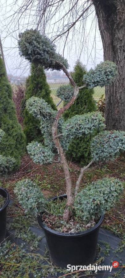 Rośliny szczepione podkarpackie Radymno