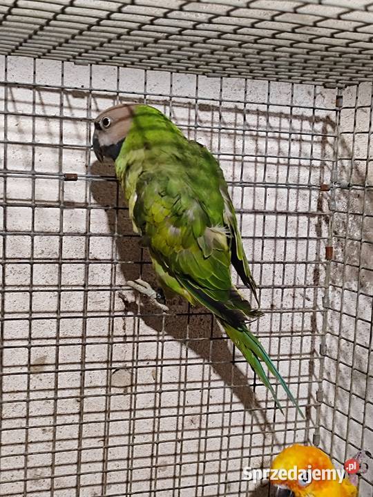 Papugi Aleksandretta rozowopiersna samica Bochnia