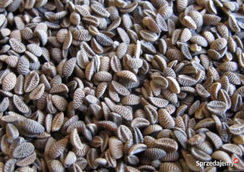 Facelia nasiona poplon Produkcja roślinna Złochowice sprzedam