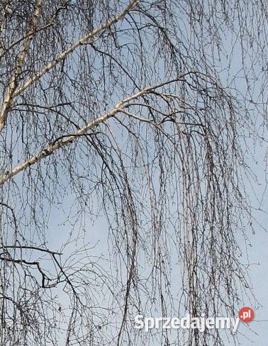 Brzoza kora cięta 50g z gałązek sprzedam