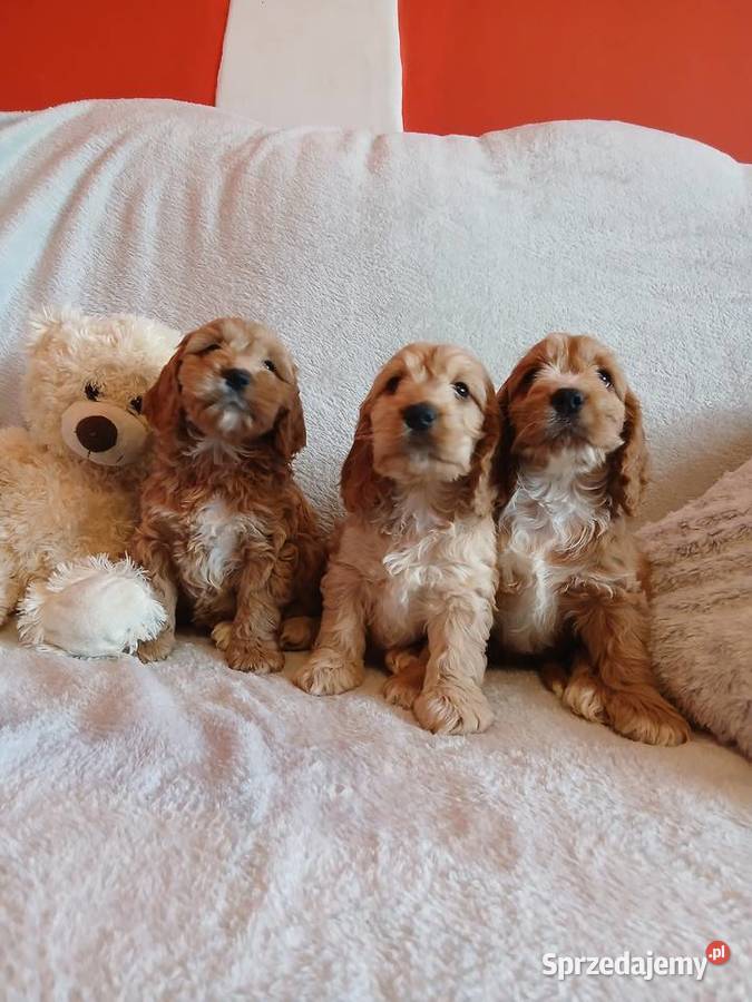 Cockapoo F1 suczki Pudel Cocker Spaniel