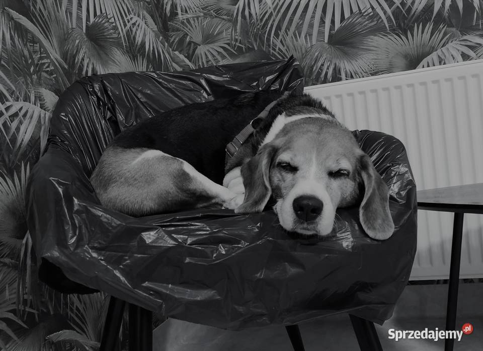 lek Vetoryl 120mg 15 kapsułek 12 opak Wrocław