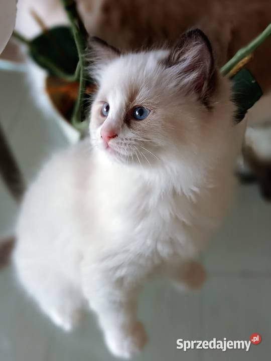 Koteczka Ragdoll FiFeFPL świętokrzyskie Stopnica