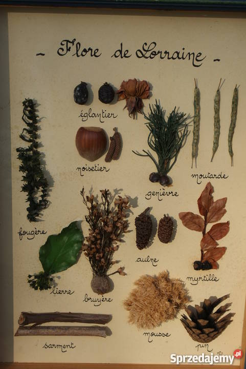 Obraz diorama zielnik herbarium komplet 3 sprzedam