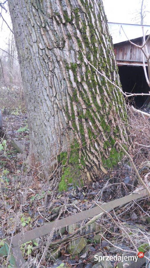 TOPOLA Obwód 487 wysokość 25 m Wasilków sprzedam