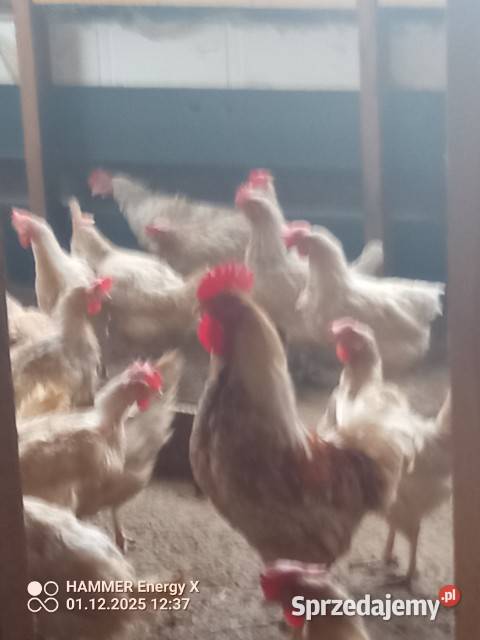 Sprzedam kury z jajkiem Dubielno sprzedam